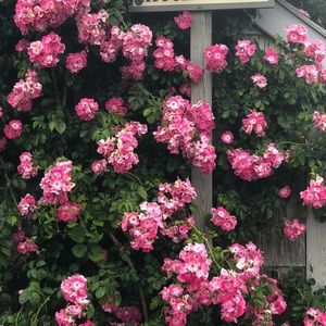 Meet your Posher, Kerry